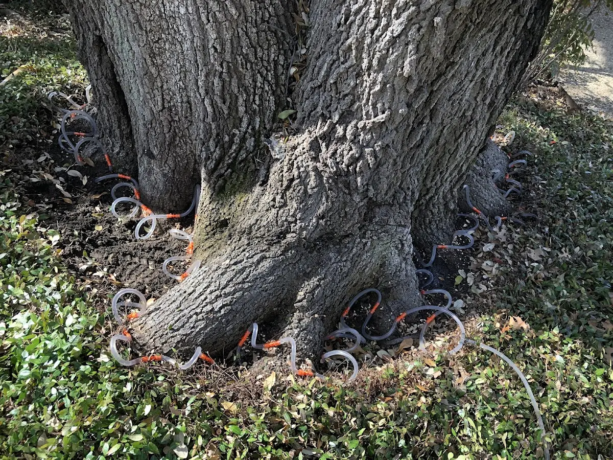 Detailed Tree Cabling and Bracing job site in Mound
